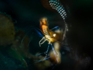Duck-Shrimp in the field of depht by Philippe Eggert 